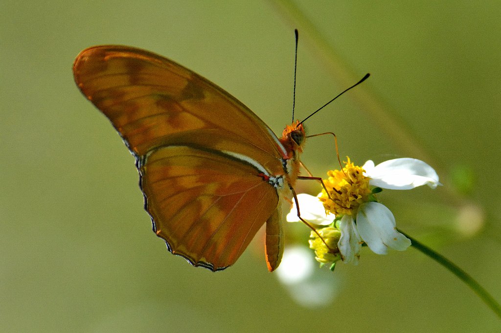 091 2015-01170751 Loxahatchee NWR, FL.JPG - Julia Heliconian (Dryas julia). Butterfly. Loxahatchee National Wildlife Refuge, FL, 1-17-2015